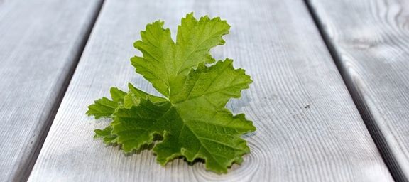 Organowood terrassen